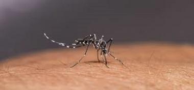 Cara Basmi Nyamuk dengan Garam, Dijamin Tak Kembali Lagi